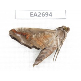 Sphingidae sp. China,  Guangxi, Chongzuo area, Longzhou county. 1Pcs. EA2694.