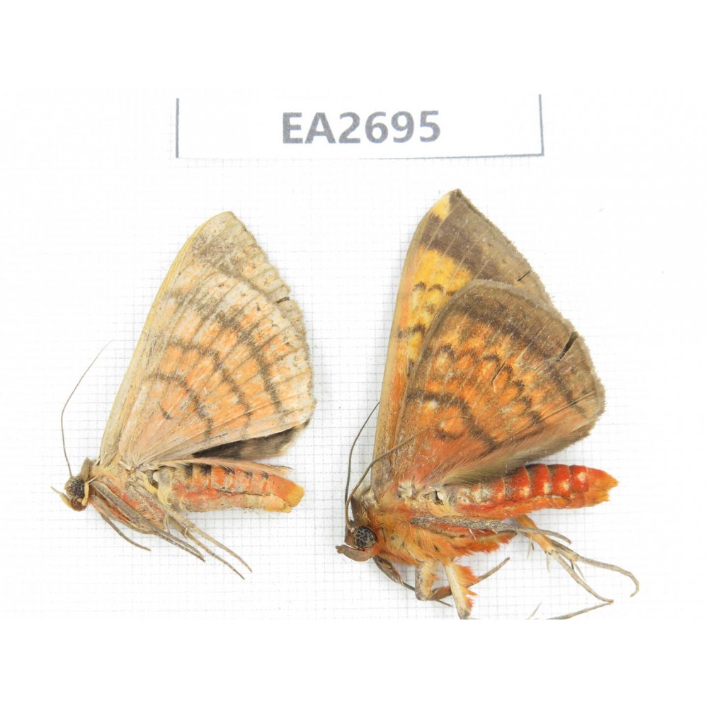 Noctuidae sp. China, Guangxi, Chongzuo area, Longzhou county. 2Pcs. EA2695.