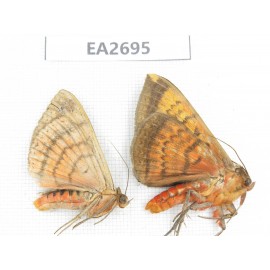 Noctuidae sp. China, Guangxi, Chongzuo area, Longzhou county. 2Pcs. EA2695.