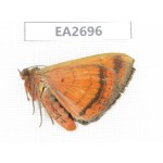 Noctuidae sp. China, Guangxi, Chongzuo area, Longzhou county. 1Pcs. EA2696.