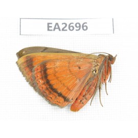 Noctuidae sp. China, Guangxi, Chongzuo area, Longzhou county. 1Pcs. EA2696.