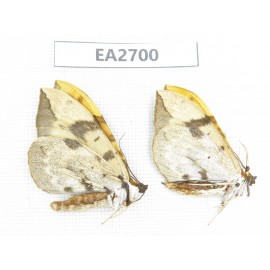 Geometridae sp. China, W of Sichuan, Ganzi area, Mt.Gonggashan. 2Pcs. EA2700.