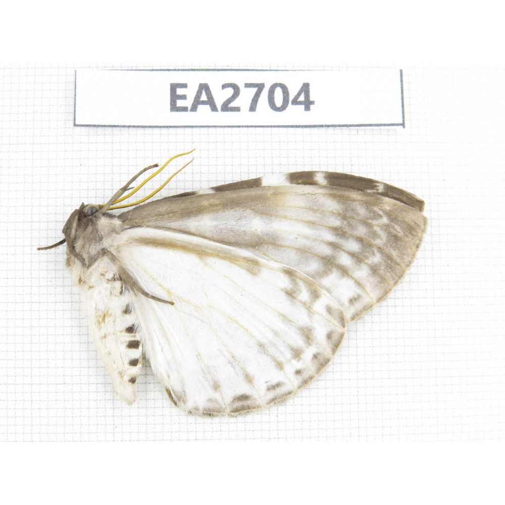 Moths sp. China, W of Sichuan, Ganzi area, Mt.Gonggashan. 1Pcs. EA2704.