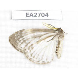 Moths sp. China, W of Sichuan, Ganzi area, Mt.Gonggashan. 1Pcs. EA2704.