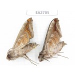 Sphingidae sp. China, W of Sichuan, Ganzi area, Mt.Gonggashan. 2Pcs. EA2705.