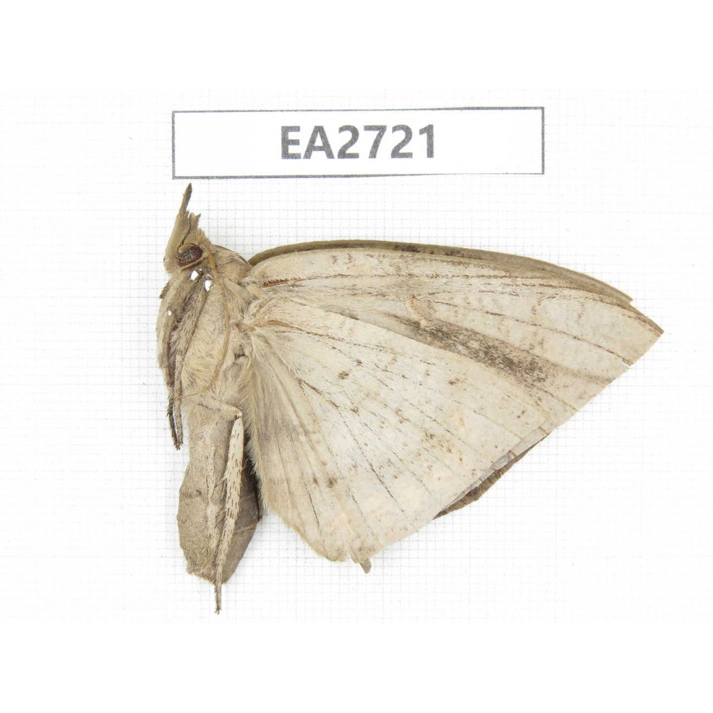 Noctuidae sp. China, Guizhou, Bijie area, Dafang county. 1Pcs. EA2721.