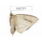 Noctuidae sp. China, Guizhou, Bijie area, Dafang county. 1Pcs. EA2721.