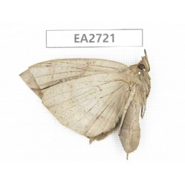 Noctuidae sp. China, Guizhou, Bijie area, Dafang county. 1Pcs. EA2721.