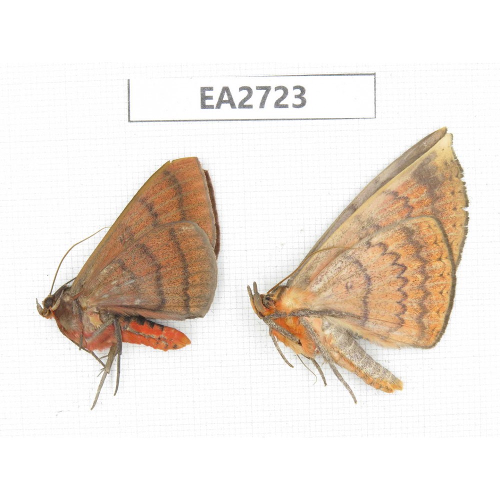 Noctuidae sp. China, Guizhou, Bijie area, Dafang county. 2Pcs. EA2723.