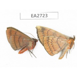 Noctuidae sp. China, Guizhou, Bijie area, Dafang county. 2Pcs. EA2723.