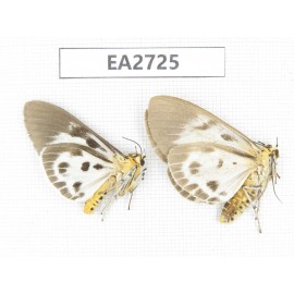Arctiidae sp. China, Guizhou, Bijie area, Dafang county.2Pcs. EA2725.
