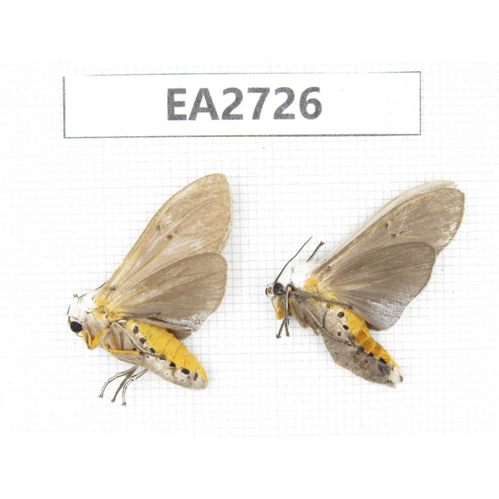 Arctiidae sp. China, Guizhou, Bijie area, Dafang county.2Pcs. EA2726.