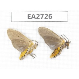 Arctiidae sp. China, Guizhou, Bijie area, Dafang county.2Pcs. EA2726.