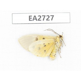 Arctiidae sp. China, Guizhou, Bijie area, Dafang county.1Pcs. EA2727.