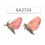 Moths sp. China, Guizhou, Bijie area, Dafang county. 2Pcs. EA2728.