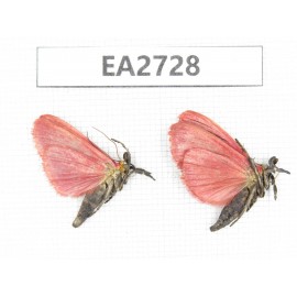 Moths sp. China, Guizhou, Bijie area, Dafang county. 2Pcs. EA2728.