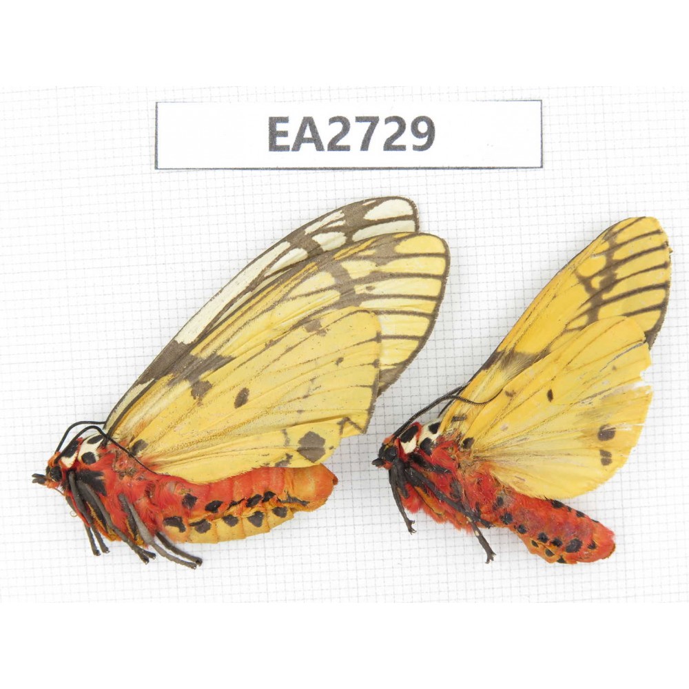 Arctiidae sp. China, Guizhou, Bijie area, Dafang county.2Pcs. EA2729.