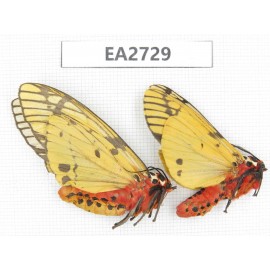 Arctiidae sp. China, Guizhou, Bijie area, Dafang county.2Pcs. EA2729.