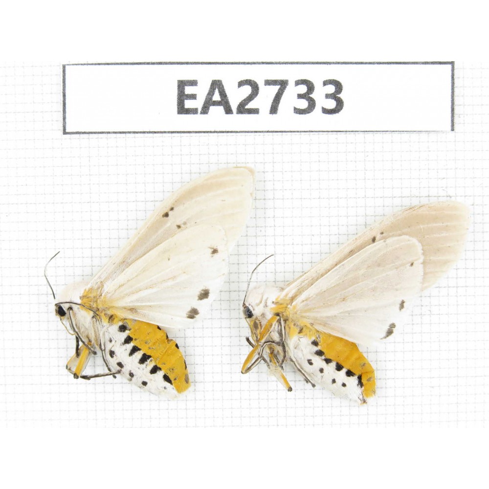 Arctiidae sp. China, Guizhou, Bijie area, Dafang county.2Pcs. EA2733.