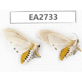 Arctiidae sp. China, Guizhou, Bijie area, Dafang county.2Pcs. EA2733.