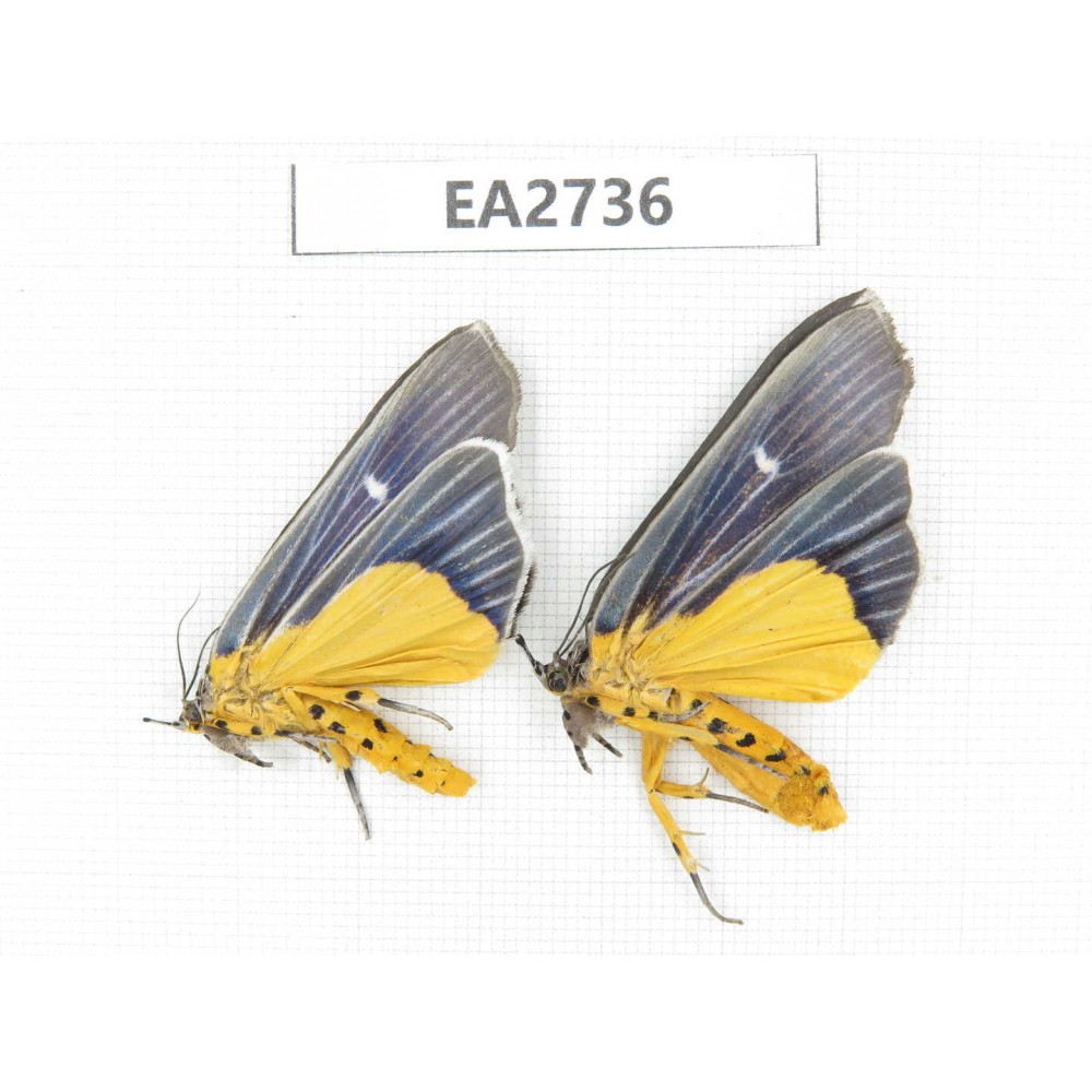 Arctiidae sp. China, Guizhou, Bijie area, Dafang county.2Pcs. EA2736.