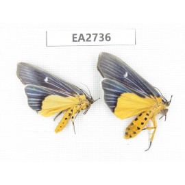 Arctiidae sp. China, Guizhou, Bijie area, Dafang county.2Pcs. EA2736.