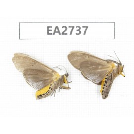 Arctiidae sp. China, Guizhou, Bijie area, Dafang county.2Pcs. EA2737.