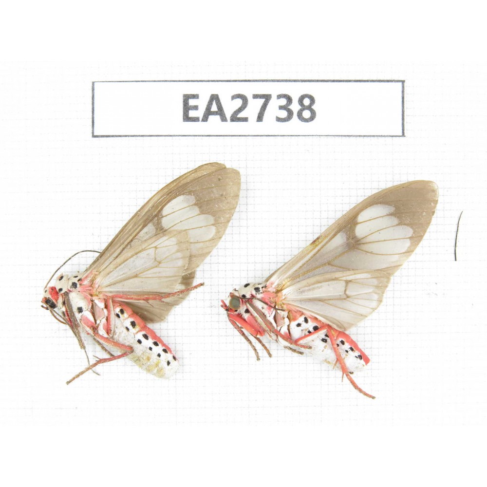 Arctiidae sp. China, Guizhou, Bijie area, Dafang county.2Pcs. EA2738.