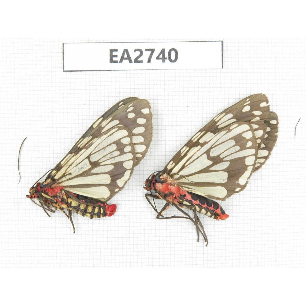 Arctiidae sp. China, Guizhou, Bijie area, Dafang county.2Pcs. EA2740.