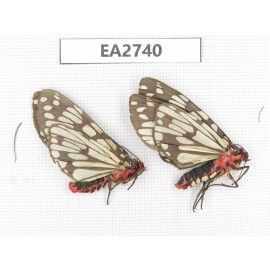 Arctiidae sp. China, Guizhou, Bijie area, Dafang county.2Pcs. EA2740.