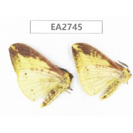 Geometridae sp. China, Guizhou, Bijie area, Dafang county. 2Pcs. EA2745.