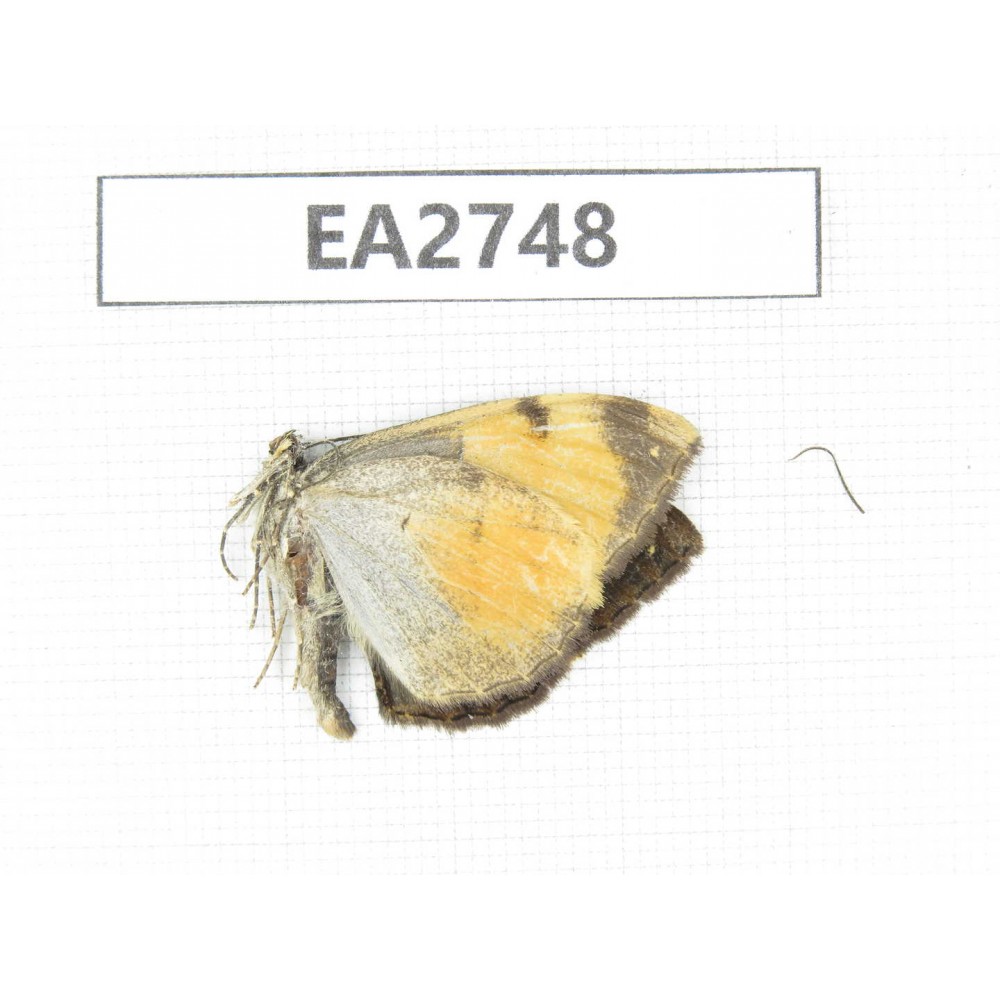 Moths sp. China, Guizhou, Bijie area, Dafang county. 1Pcs. EA2748.