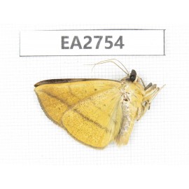 Moths sp. China, Guizhou, Bijie area, Dafang county. 1Pcs. EA2754.