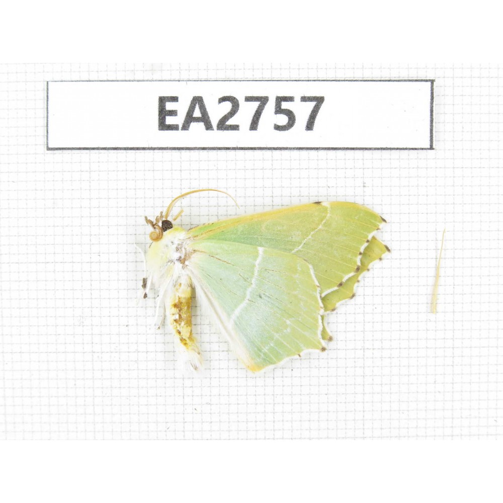 Moths sp. China, Guizhou, Bijie area, Dafang county. 1Pcs. EA2757.