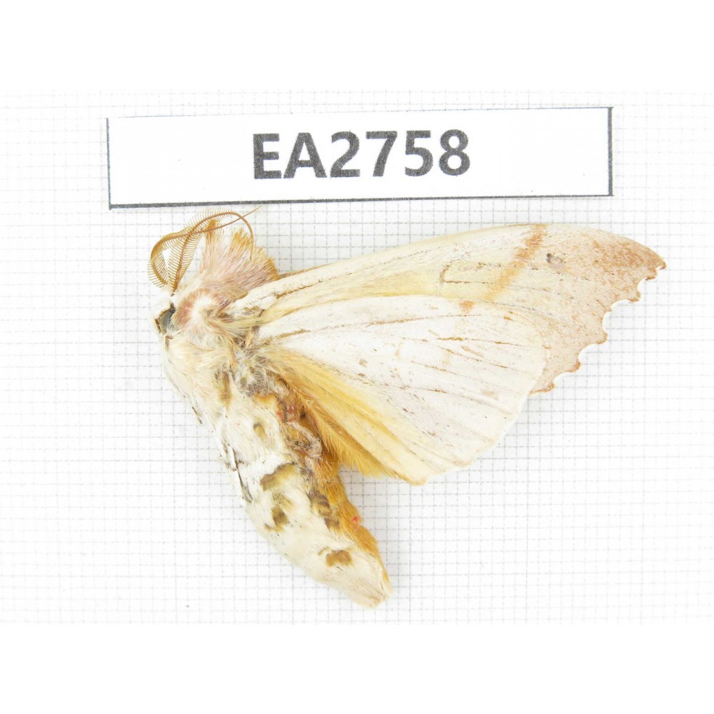 Moths sp. China, Guizhou, Bijie area, Dafang county. 1Pcs. EA2758.