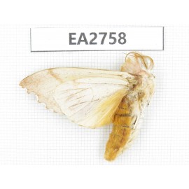 Moths sp. China, Guizhou, Bijie area, Dafang county. 1Pcs. EA2758.