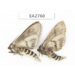 Moths sp. China, Guizhou, Bijie area, Dafang county. 2Pcs. EA2760.
