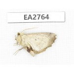 Moths sp. China, Guizhou, Bijie area, Dafang county. 1Pcs. EA2764.