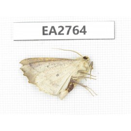 Moths sp. China, Guizhou, Bijie area, Dafang county. 1Pcs. EA2764.