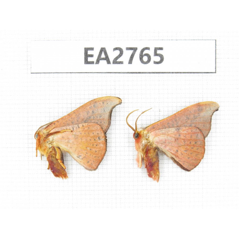 Moths sp. China, Guizhou, Bijie area, Dafang county. 2Pcs. EA2765.