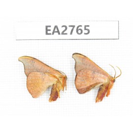 Moths sp. China, Guizhou, Bijie area, Dafang county. 2Pcs. EA2765.