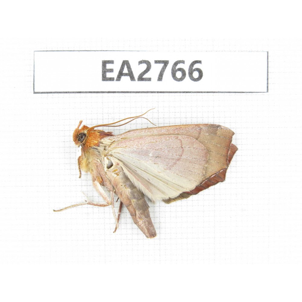 Moths sp. China, Guizhou, Bijie area, Dafang county. 1Pcs. EA2766.
