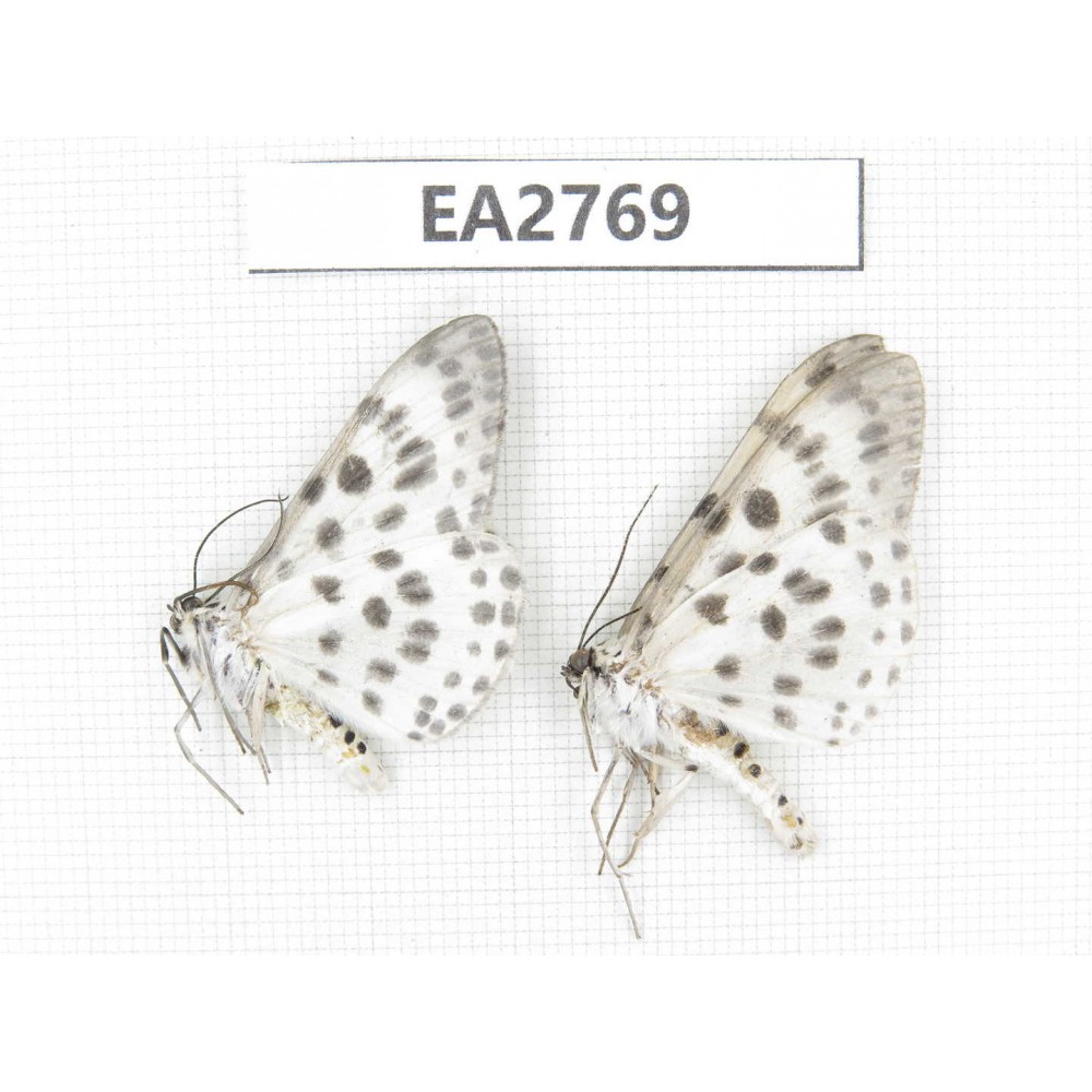 Moths sp. China, Guizhou, Bijie area, Dafang county. 2Pcs. EA2769.