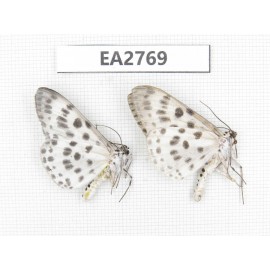 Moths sp. China, Guizhou, Bijie area, Dafang county. 2Pcs. EA2769.