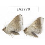 Moths sp. China, Guizhou, Bijie area, Dafang county. 2Pcs. EA2770.