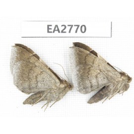 Moths sp. China, Guizhou, Bijie area, Dafang county. 2Pcs. EA2770.