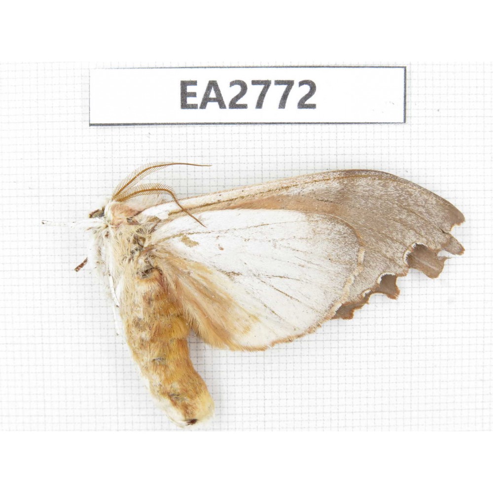 Moths sp. China, Guizhou, Bijie area, Dafang county. 1Pcs. EA2772.