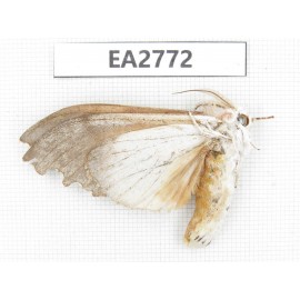 Moths sp. China, Guizhou, Bijie area, Dafang county. 1Pcs. EA2772.