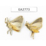 Moths sp. China, Guizhou, Bijie area, Dafang county. 2Pcs. EA2773.