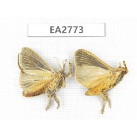 Moths sp. China, Guizhou, Bijie area, Dafang county. 2Pcs. EA2773.